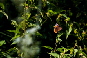 Butterfly - Daubuz Moor