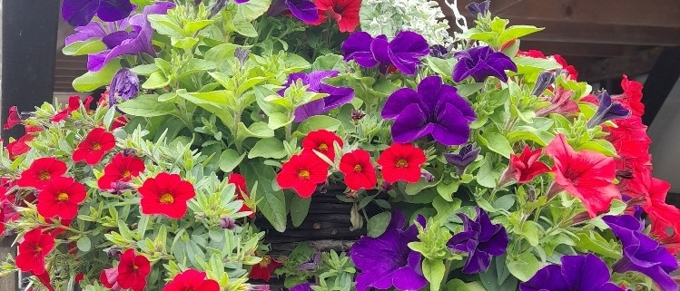 winner-hanging-basket-city-truro-garden-allotment-competition