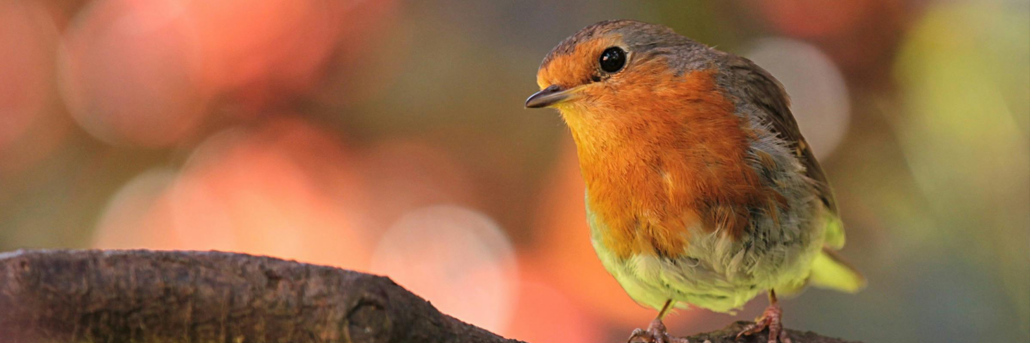 christmas-robin-poem-maura-kelly-beaconsfield