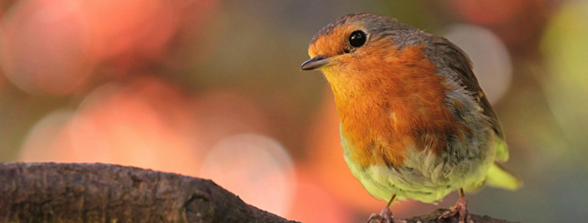 christmas-robin-poem-maura-kelly-beaconsfield