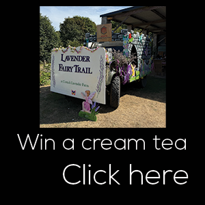 cream-tea-cornish-lavender-fairy-trail