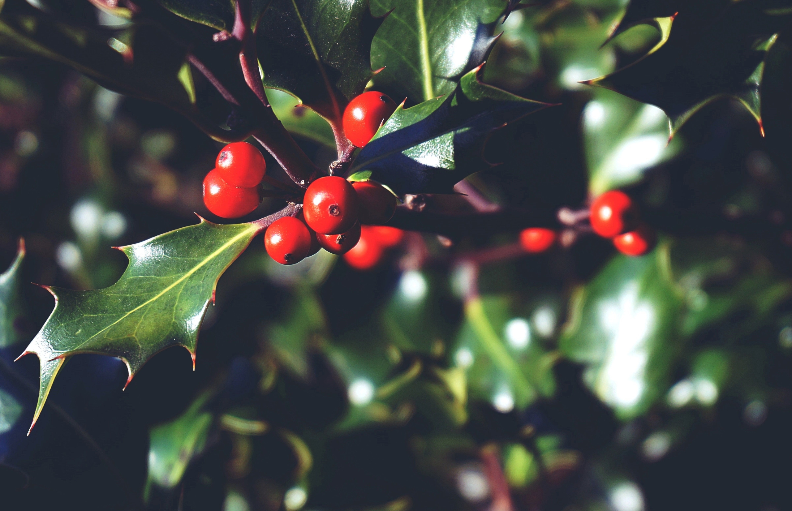 close up image of holly
